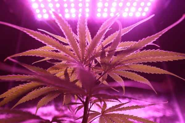 marijuana plant under lights